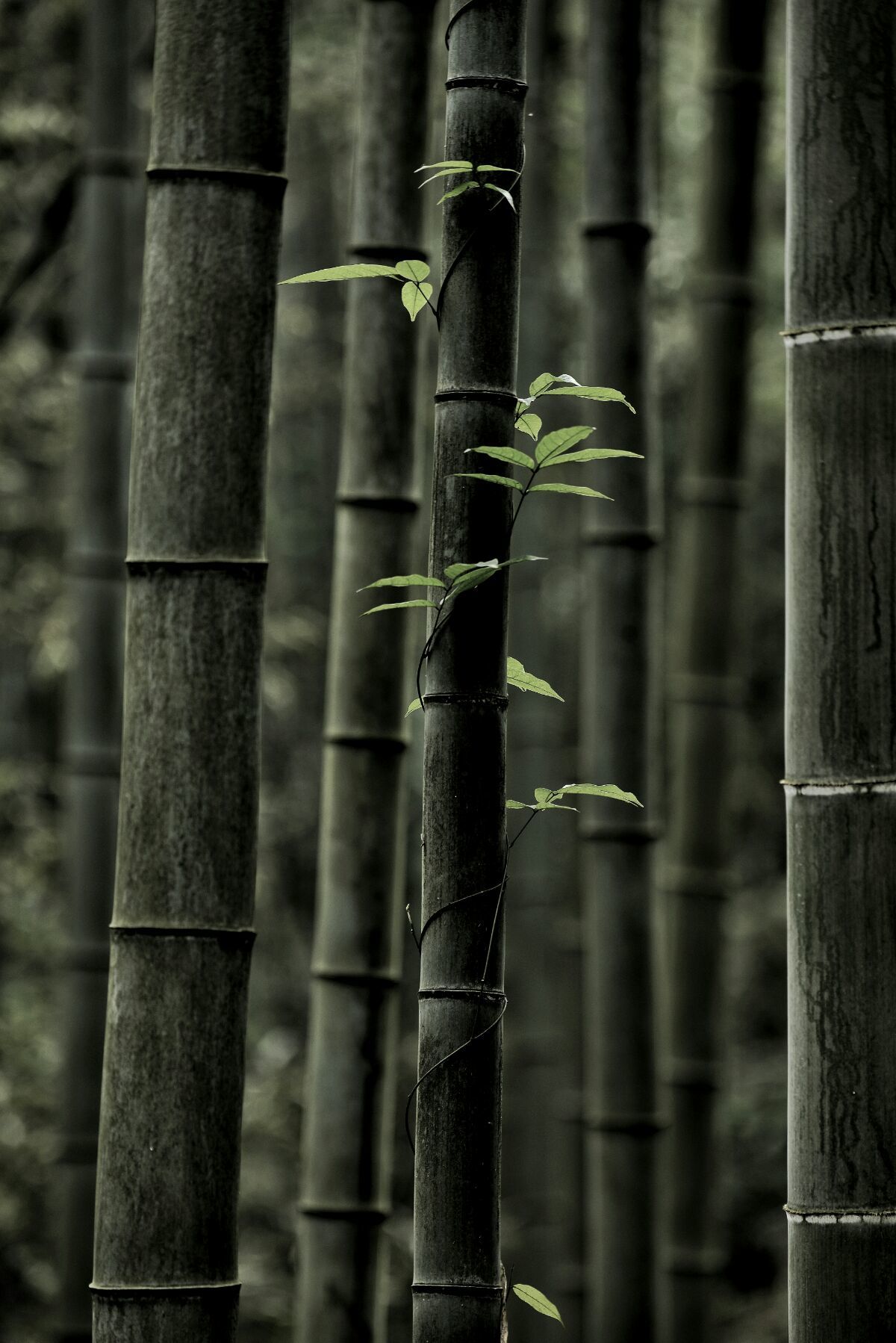 <strong>碳化竹子：從廢棄物到肥沃之源，滋養(yǎng)糯米茁壯成長</strong>