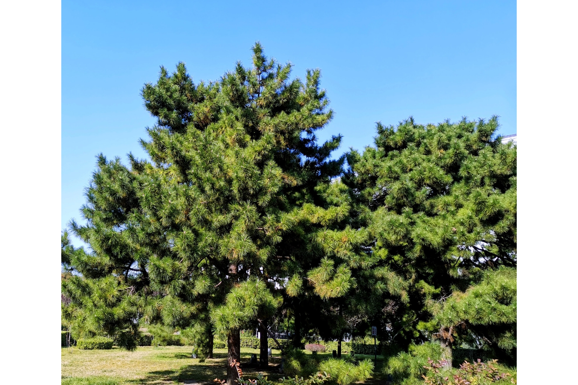 <strong>從沙柳、紅柳與油松到生物質(zhì)碳：資源的高效轉(zhuǎn)化</strong>